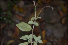Celosia polygonoides